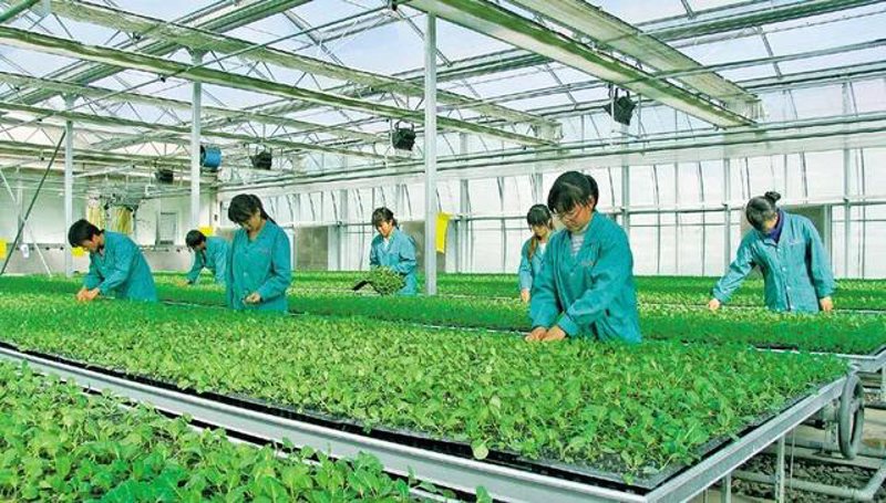 农业发展的有利条件有哪些？让我们一起探索这些因素如何推动现代农业的进步。