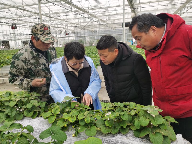 南京京禾农业怎么样？通过对比分析，带你深入了解这家企业的优势与不足。
